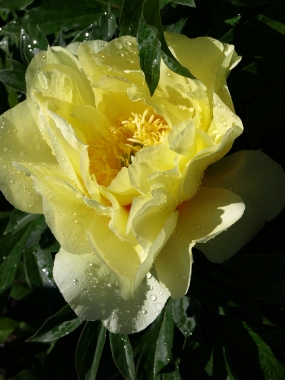 Piwonia ITOH (P. sufruticosa x P. lactiflora) 